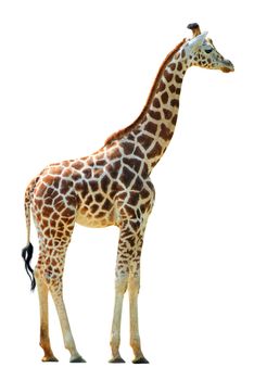 Giraffe isolated on white background