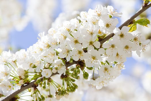 Branch with white cherry blossom in spring in tree with blue sky background