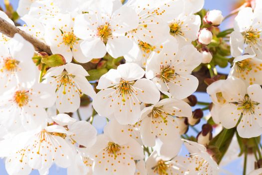 Flowers of white cherry blossom in spring with blue sky background