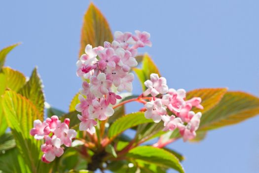 Latest flowers from winter blossomming pink snowball flowers  in april