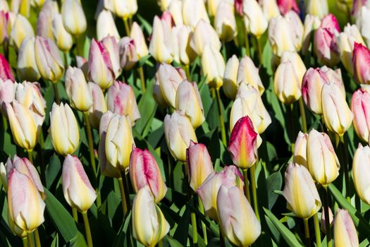 Field of white tulips with a red blush in spring