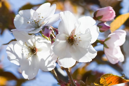 Cherry blossom in spring with bronze colors of new leaves and blue sky in background