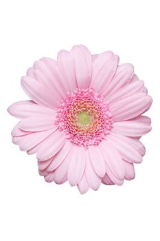 Isolated pink flower on white