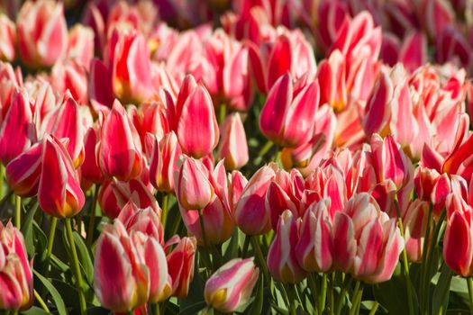 Red and white tulips in the sunshine in spring