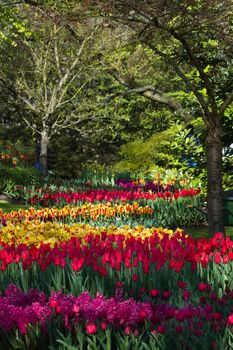 Colorful tulips, hyacinths and crown imperials in park in spring