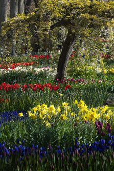 Thousands of spring flowers blooming in the garden in april