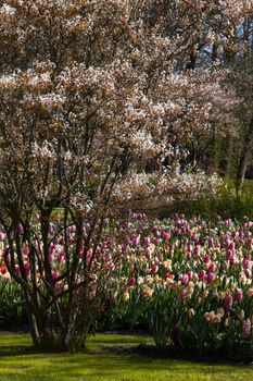 Spring is blooming in beautiful pastel colors