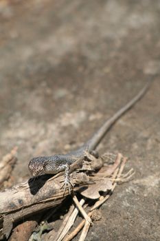 A Mabuia Lizard (Mabuya Maculata) in Fernando de Noronha, Brazil.