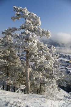 On a background of a winter landscape trees in snow. A fog.