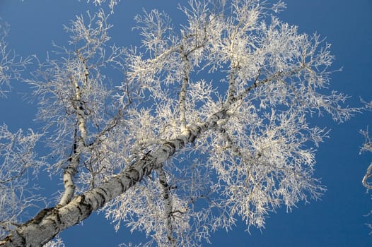 Cold winter day, beautiful hoarfrost and rime on trees