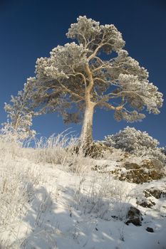 On a background of the light-blue sky a tree in snow.
