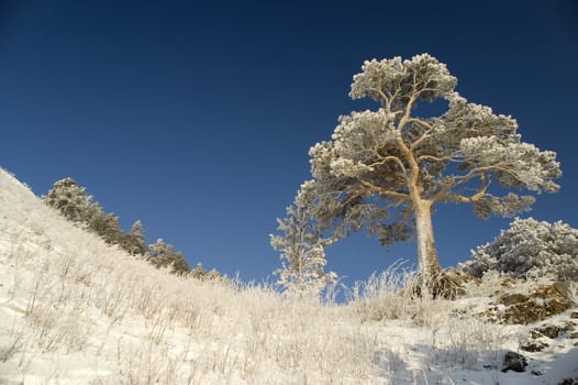 On a background of the light-blue sky a lonely tree in snow.