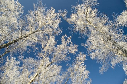 Cold winter day, beautiful hoarfrost and rime on trees