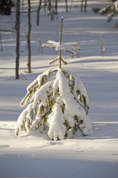 Lonely tree in snow. Shadows.