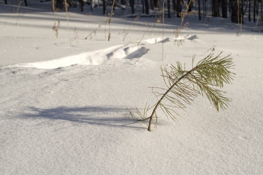 Traces of an animal on snow.