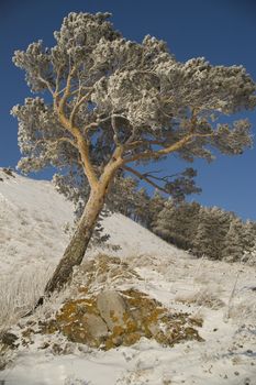 A lonely tree in snow on a rock.