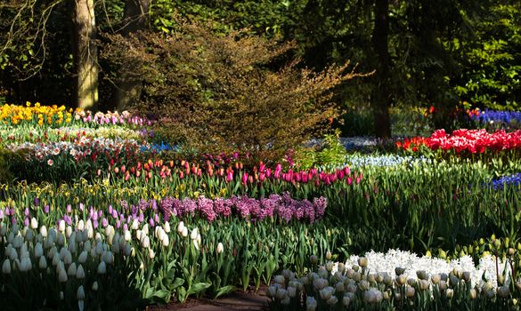 Tulips, hyacinths and daffodils in colorful spring garden in april