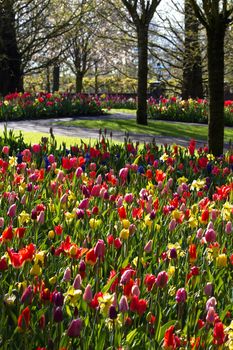 Colorful spring garden on early morning in april - vertical image