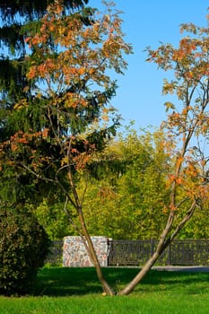 Autumn at the park. Landscape