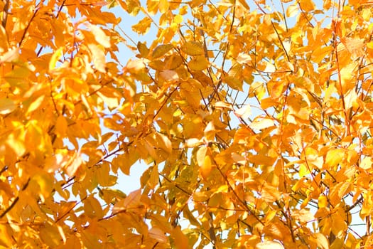 Autumn at the park. Landscape