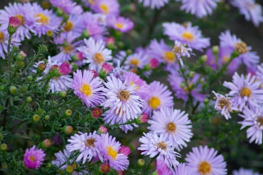 Beautiful lilac flowers. A background. Shallow DOF.