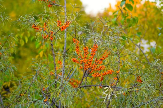 Branches of a Sea-buckthorn berries in the autumn.
