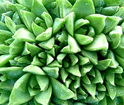 A close up of a non spiny green cactus.