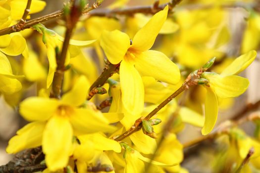 Beautiful Yellow blossoms of forsythia bush in garden