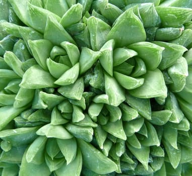 A close up of a non spiny green cactus.