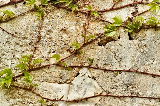 old wall with green leaf texture for background or backdrop use