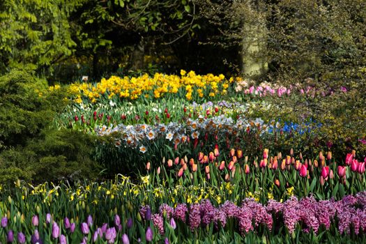 View on spring flowers in all shapes and colors in garden