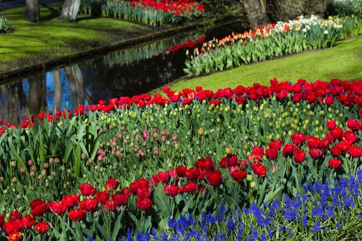 Multi colored tulip pattern and reflection in water in spring garden