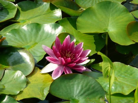 Pink water lily in full bloom.