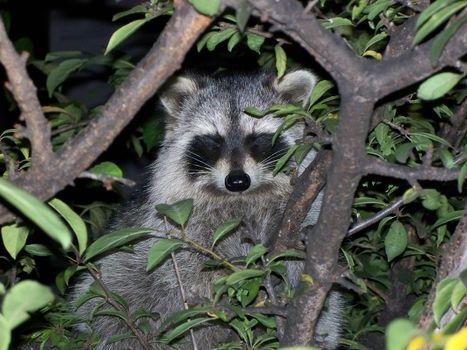 racoon late at night in a tree
