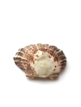 Shell