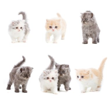Set of different kittens on isolated white background