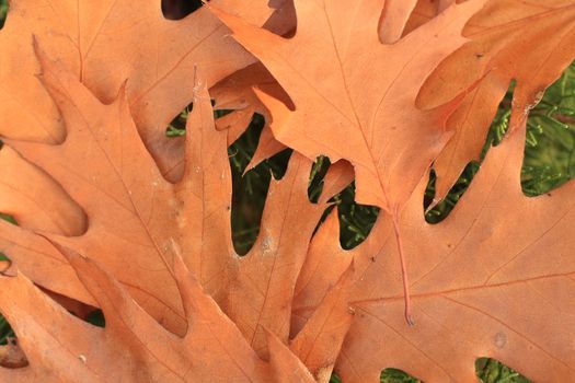 Close up of the dry oak leaves