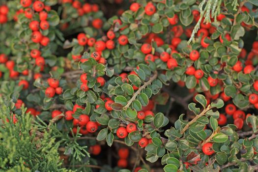 Green leaves and red berries for Christmas