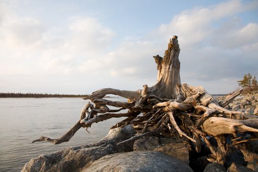 Rotten old snag on the bank of lake