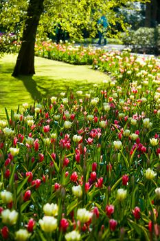 Red, green and white flowerpath in spring in park on early april morning