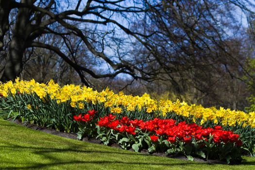 Red tulips and yellow daffodils in park in spring