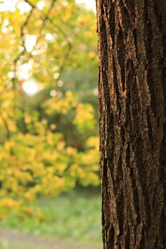 Colors of the golden autumn.