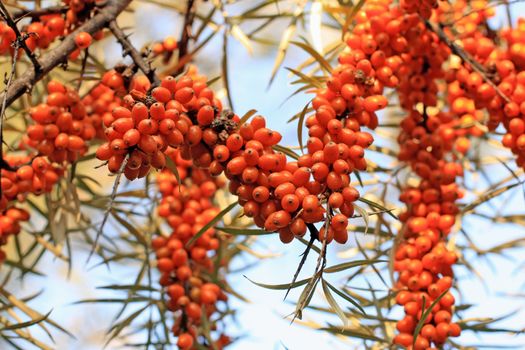 Close up of the clusters of sea-bucktorn berries