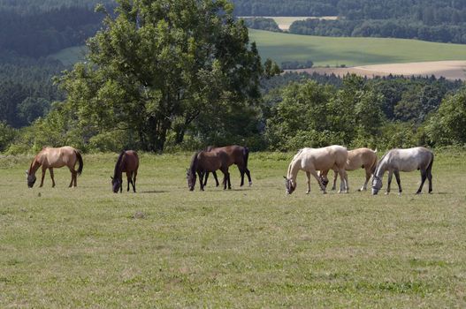 Shot of the herd of horses on the pasture