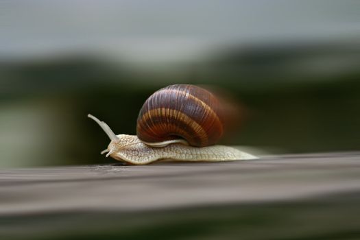 Shot of the speeding snail