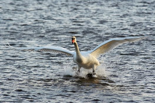 Shot of the flying mute swan - water skiing