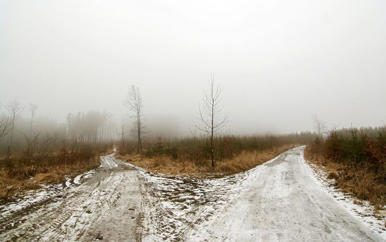 Shot of the forest road and misty day