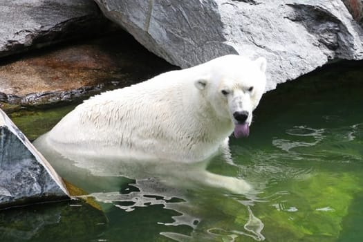 This image shows a polar bear to stick one's tongue out at so