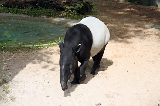 This image shows a portrait from a malayan tapir