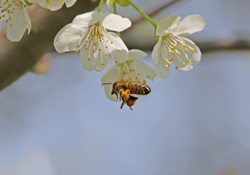 This image shows a bee in flight